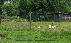2015-07-04-049