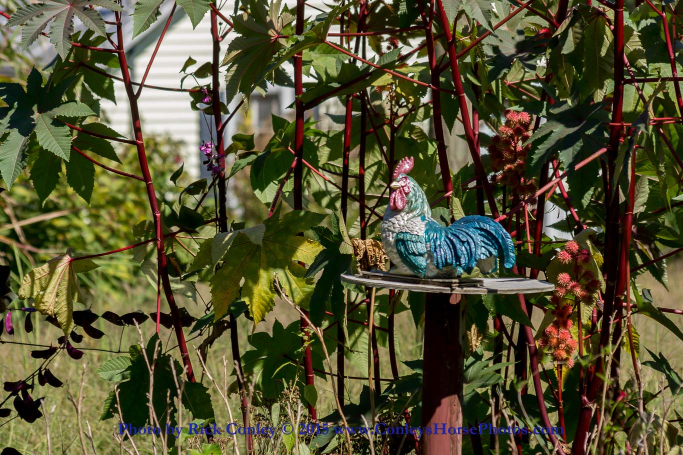 2015-09-15-094.jpg